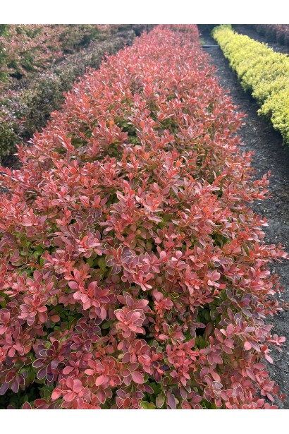 Berberis thunbergii Coral